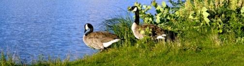 OWV28 Canadian Geese