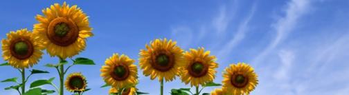 OWV69 Sunflowers