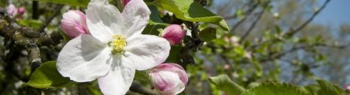 OWV26 Apple Blossoms